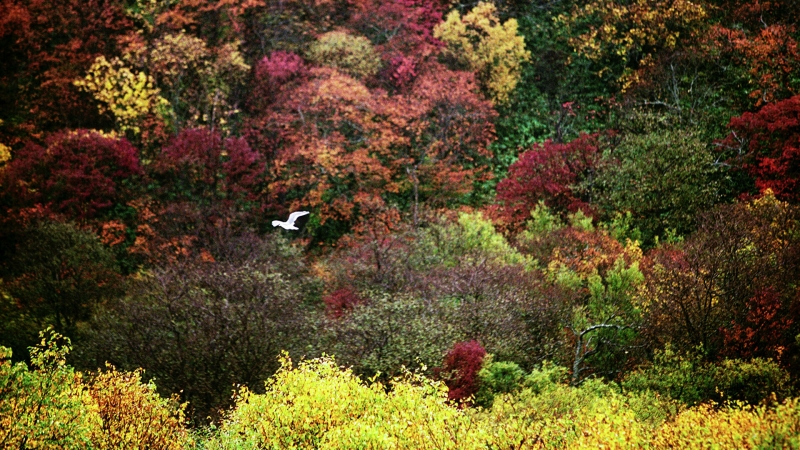 Япония заявила протест в связи с визитом вице-премьеров России на Итуруп